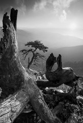 Fototapeta premium Pinetree na monuntain wzgórzu. Czarny i biały