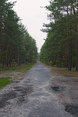 Fototapeta na wymiar Old asphalt road in the forest