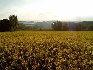 Obraz premium blühendes Rapsfeld 2