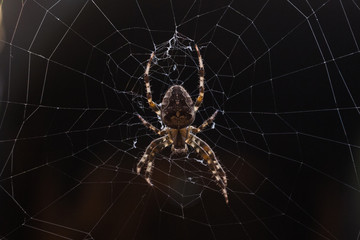 Spider on a web