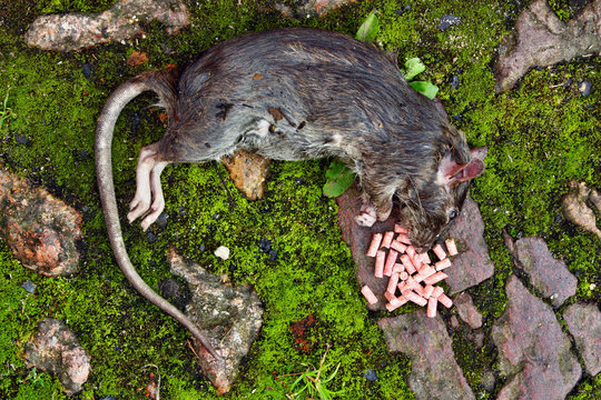 Dead big rat and spilled  pellets of poison