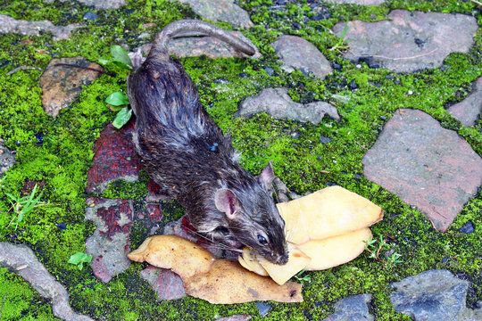 Dead big rat and spilled  peels the potatoes