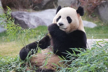 Meubelstickers Panda Panda