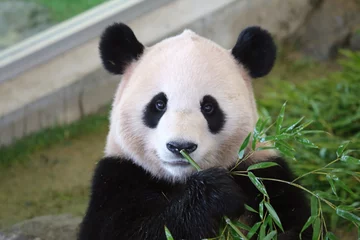 Deurstickers Panda Panda