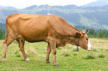 Cows standing on green field with mountains and eating grass. Carpathians background.