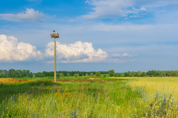 Fototapeta na wymiar Ukrainian landscape with stork hermit nest on a lonely pole against blue evening sky