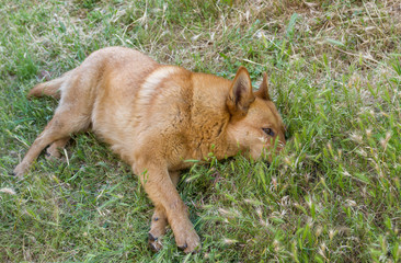 Cute mixed breed dog resting in summer grass