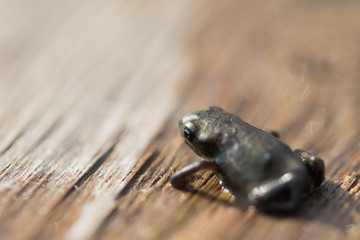 Small baby frog sitting on wood