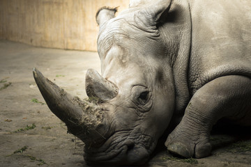 rhinocéros en réserve