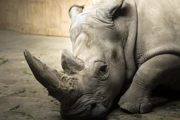 Zelfklevend Fotobehang Neushoorn rhinoceros in reservat