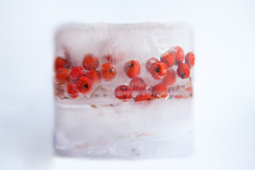 Frozen rowan berries in ice. 
