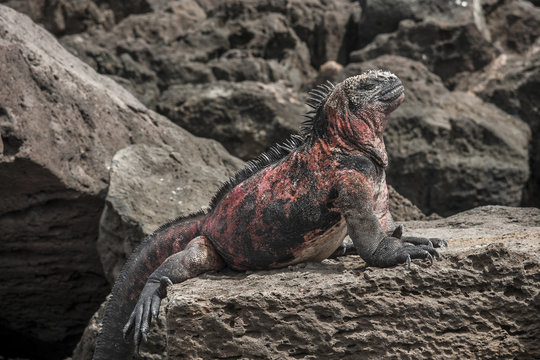 galapagos