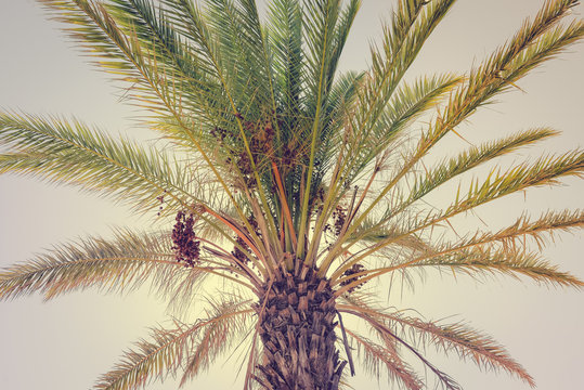 Top of palm tree on sky outdoors background