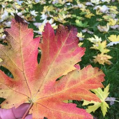 Ahorn Blätter ( Acer ) im Herbst