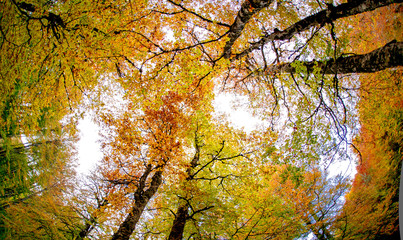 Autumn trees dressed in an enchanted forest in the Pyrenees, Anso valley in Huesca, Spain. 