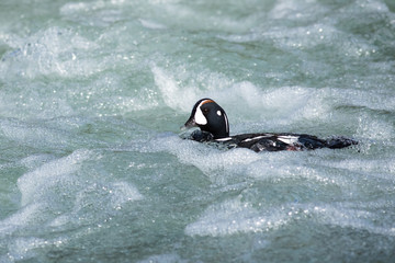 Harlequin Duck (histrionicus histrionicus) in white water rapids