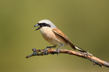 The red-backed shrike (Lanius collurio) on the branch with open beak