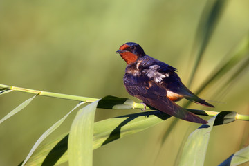 The barn swallow (Hirundo rustica) sitting on a reed