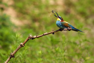 The European bee-eater (Merops apiaster) sitting on a twig with a dragonfly in its beak
