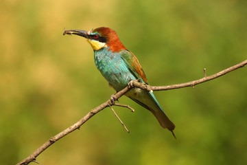 The European bee-eater (Merops apiaster) sitting on the branch witk bee on the beak