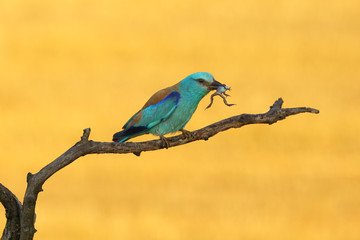 The European roller (Coracias garrulus) on a branch with frog in the morning light