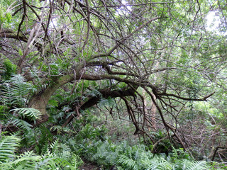 Tree Branch hangs over Forest dirt path