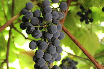 Grapes