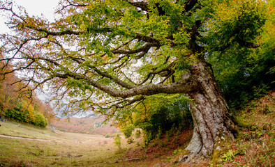 Autumn trees dressed in an enchanted forest in the Pyrenees, Anso valley in Huesca, Spain.