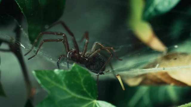 parallax tracking shot of a house spider tegenaria waiting for it's prey in tube web