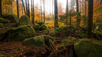 Herbstlicher Mischwald mit großen Steinen im Vordergrund