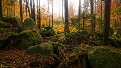 Obraz premium Herbstlicher Mischwald mit großen Steinen im Vordergrund