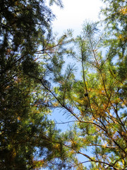 Tall pine trees in a forest. Looking up