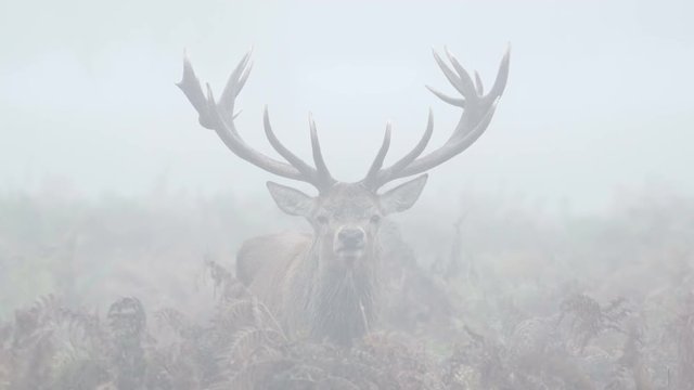 Red Deer stag (Cervus elaphus) staring or looking straight at  camera on a misty morning