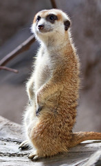 Fototapeta premium Meerkat Suricate Suricata Suricatta Standing Up