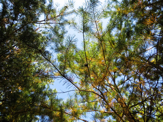 Tall pine trees in a forest. Looking up