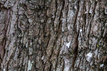 Fototapeta premium textura árbol 