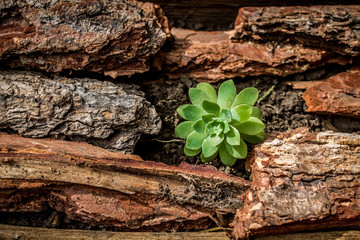 fondo planta