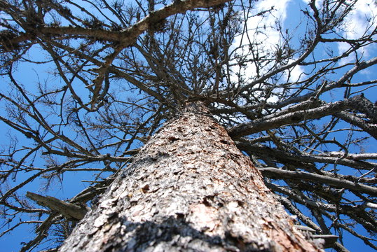 Toter Baum