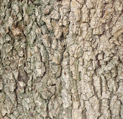 The bark of the tree