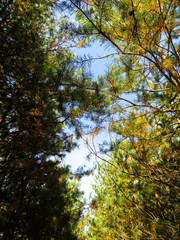 Tall pine trees in a forest. Looking up