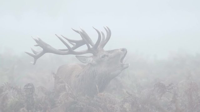 Red Deer stag (Cervus elaphus) bellowing, bugling or roaring on a misty morning