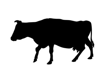 Vector silhouette of going cow