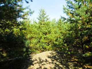 Young coniferous forest on early autumn
