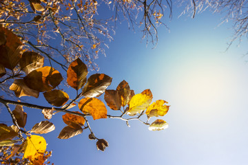 Autumn - Fall Colorful Beech Leaves with Sun and Blue Sky