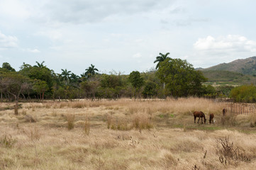 Horses in pasture on Trinidad countryside, Cuba