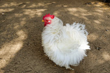 White rooster