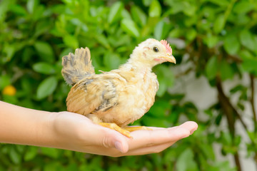 The chicks sit on the palm kid.