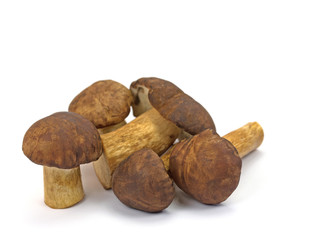 Maronen-Röhrlinge, Pilze, Mushrooms