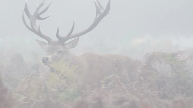 Red Deer stag (Cervus elaphus) chasing females with tongue out and bellowing, bugling or roaring on a misty morning