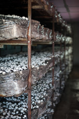 Mushrooms in greenhouse